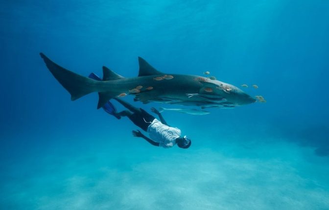 Dive into Adventure: Swim with Sharks in the Maldives with Villa Resorts